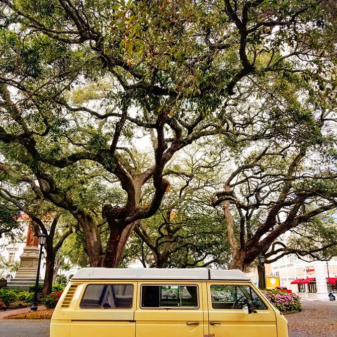 VW Bus underneath sprawling branches
